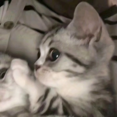 软萌猫咪情侣头像！18组一左一右高清可爱款