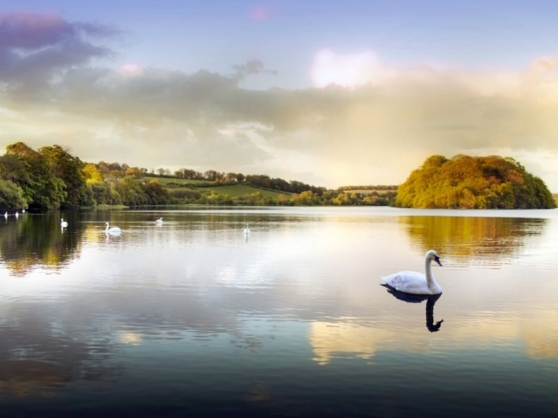 池塘湖泊公园天鹅风景壁纸 多款高清尺寸可选
