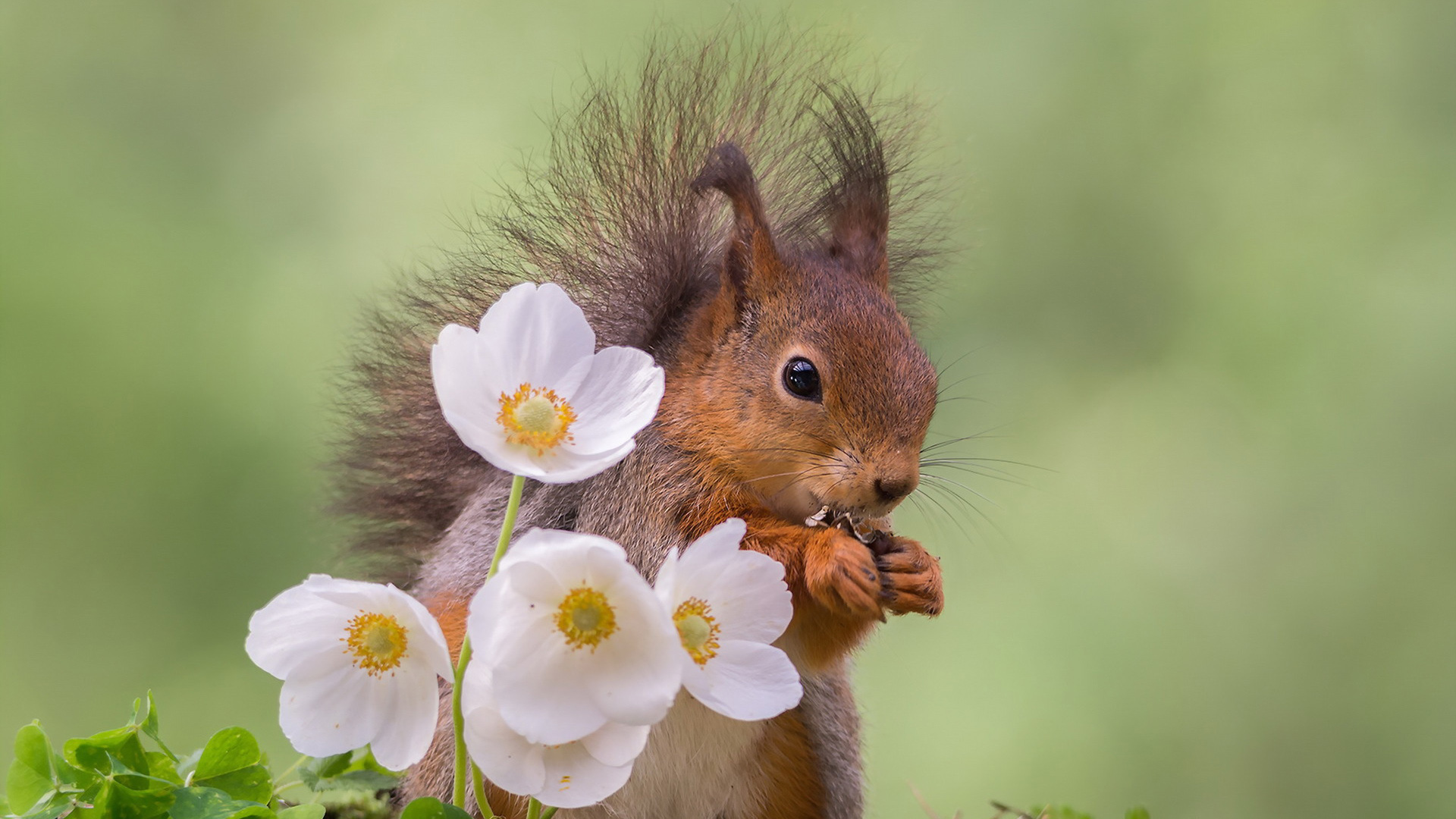 带着可爱眼神的松鼠配花和食物 高清动物电脑壁纸合集