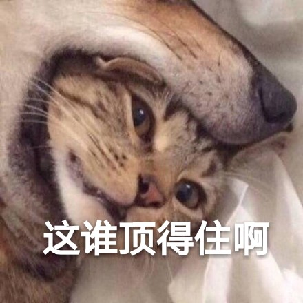 这波斗图全靠喵！一组可爱猫猫表情包合集