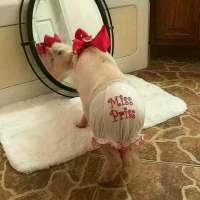 一左一右的可爱小猪情侣头像 20张真人感头像图合集