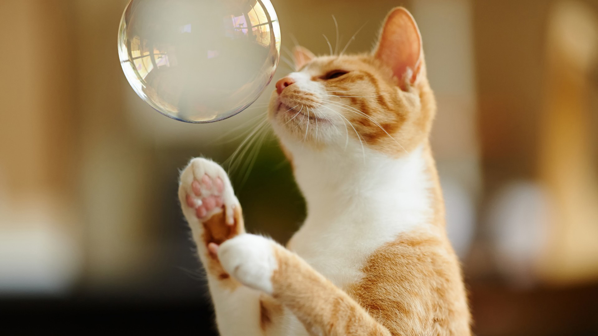 猫咪玩泡泡伸懒腰软萌壁纸_高清可爱动物桌面壁纸