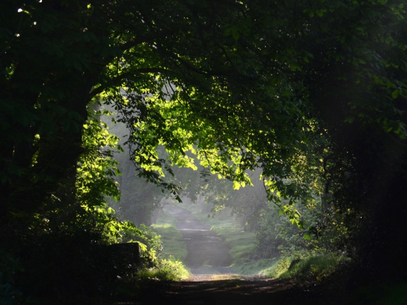 超治愈自然小路风景电脑动漫壁纸合集
