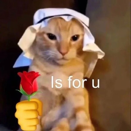 猫咪举花花表情包合集来啦