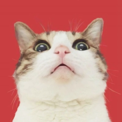 20张超萌情侣猫咪头像 抖音同款高清可爱头像合集