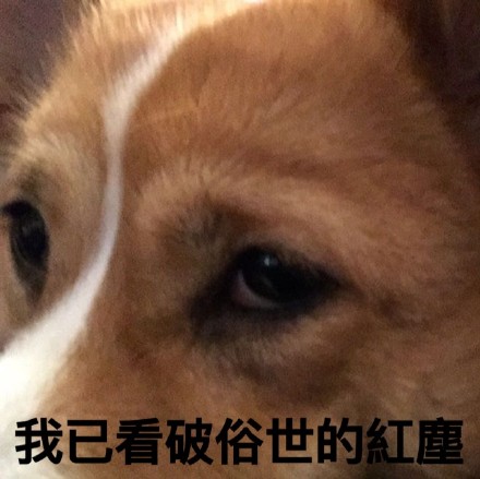 柯基版“打死你个龟孙”表情包来啦，斗图又有新素材