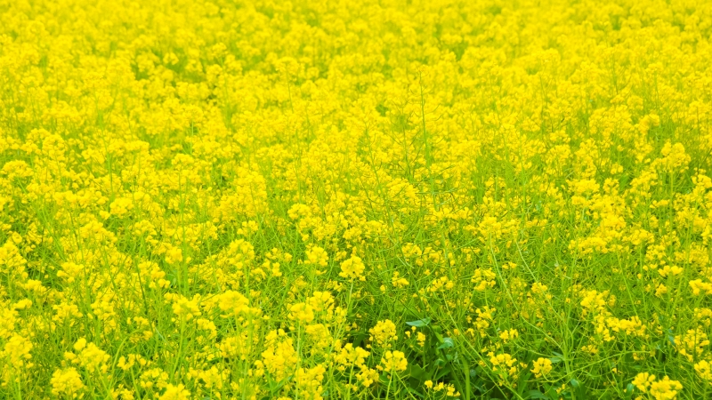 春日油菜花海动漫风电脑桌面壁纸