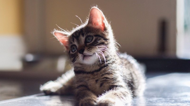 这款带凝望眼神的灰猫咪壁纸太治愈了