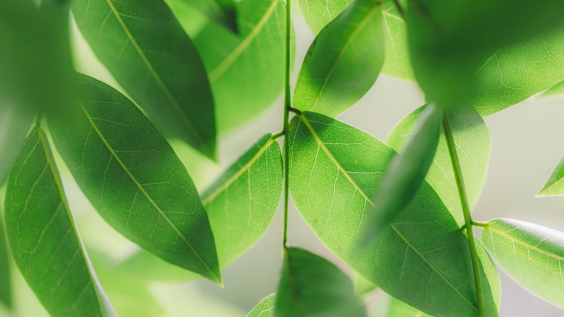 春日护眼绿色树叶电脑壁纸分享