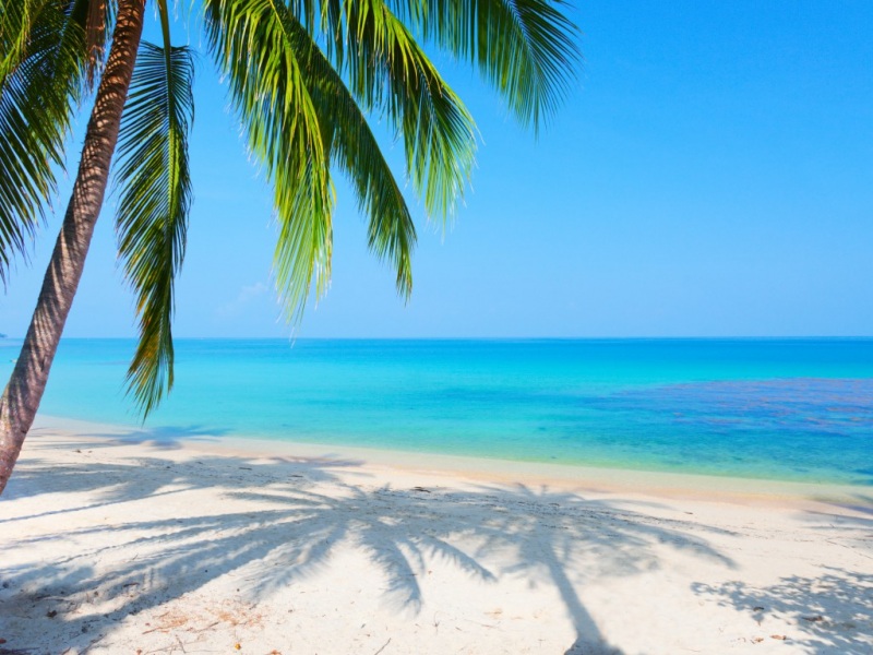 蓝海滩棕榈树风景电脑桌面壁纸推荐