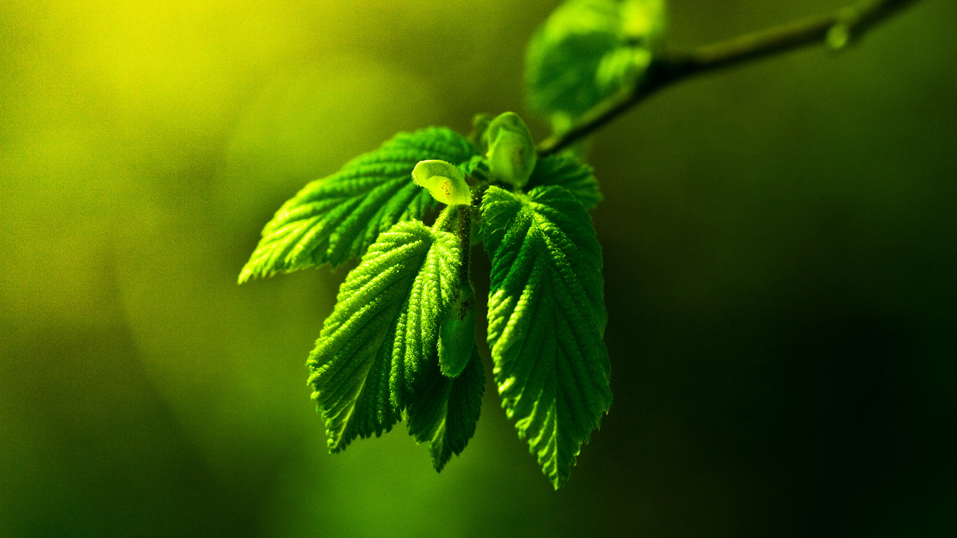 超治愈绿叶植物风景 高清电脑动漫壁纸合集