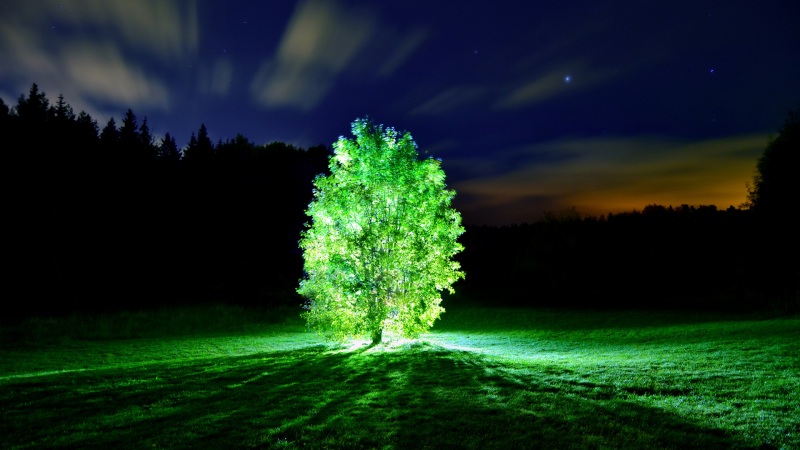 氛围感拉满！这款2K夜景树影壁纸适配你的电脑桌面