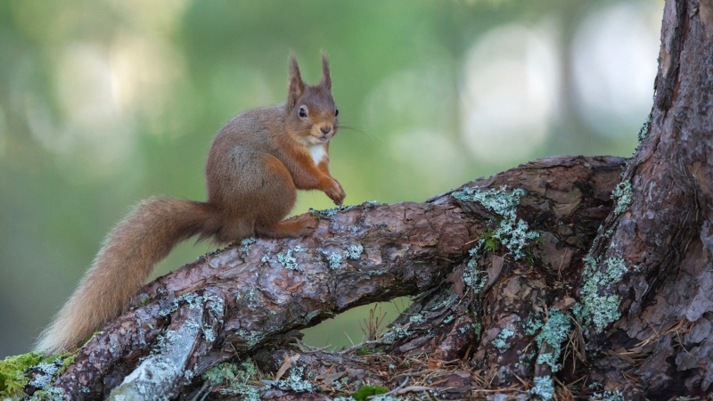 森林里的松鼠尾巴！这款动漫电脑壁纸太治愈了
