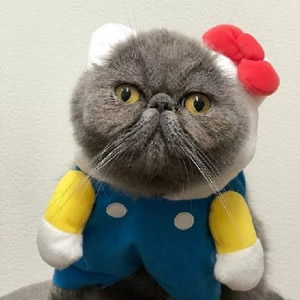超萌猫系情侣头像！一左一右不带人高清图共14张