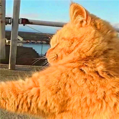 猫咪情侣头像来啦！28组高清可爱款一对两张