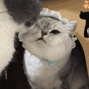 超甜亲亲猫猫动图！拿去撩对象刚刚好
