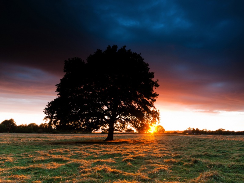氛围感拉满！大树自然风景电脑动漫壁纸分享