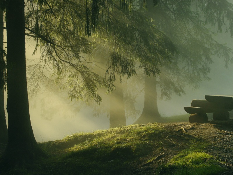 自然森林树木风景电脑桌面壁纸来了 多款高清尺寸任你选