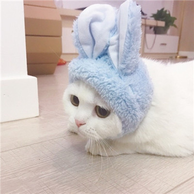 猫咪情侣头像一左一右！20张高清可爱的配对头像合集