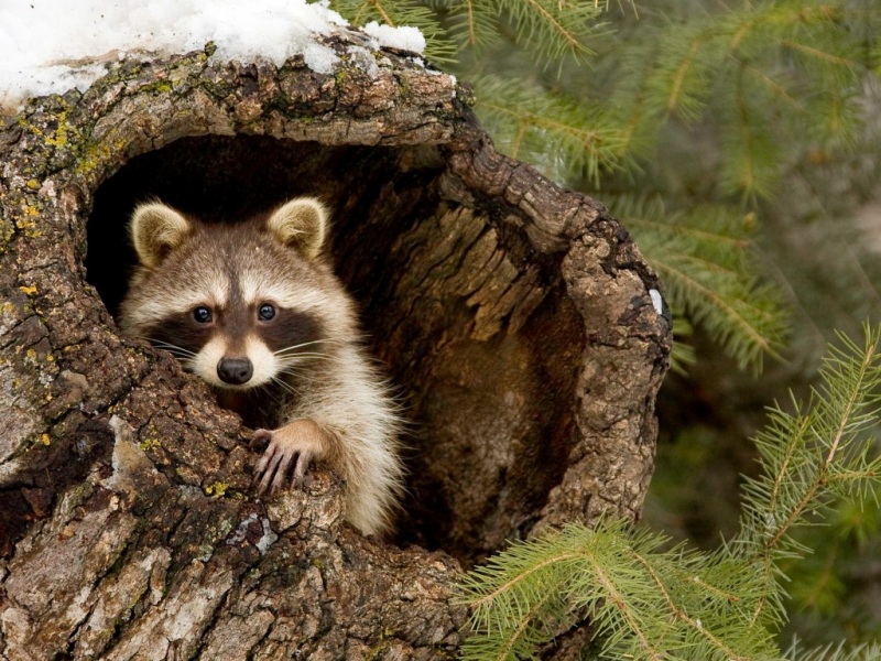 这只森林里的小浣熊太治愈了！树洞旁眨着可爱眼神盯着你，快把它设成桌面壁纸