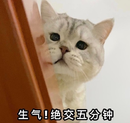 吵架绝交五分钟？这套猫咪表情包帮你快速和好
