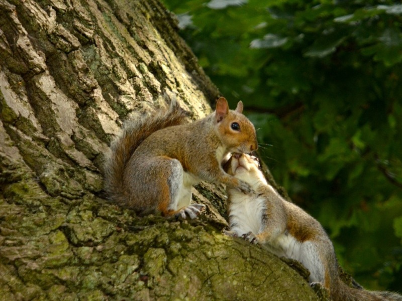 恩爱的松鼠夫妇太甜啦！这套可爱桌面壁纸直接戳中萌点