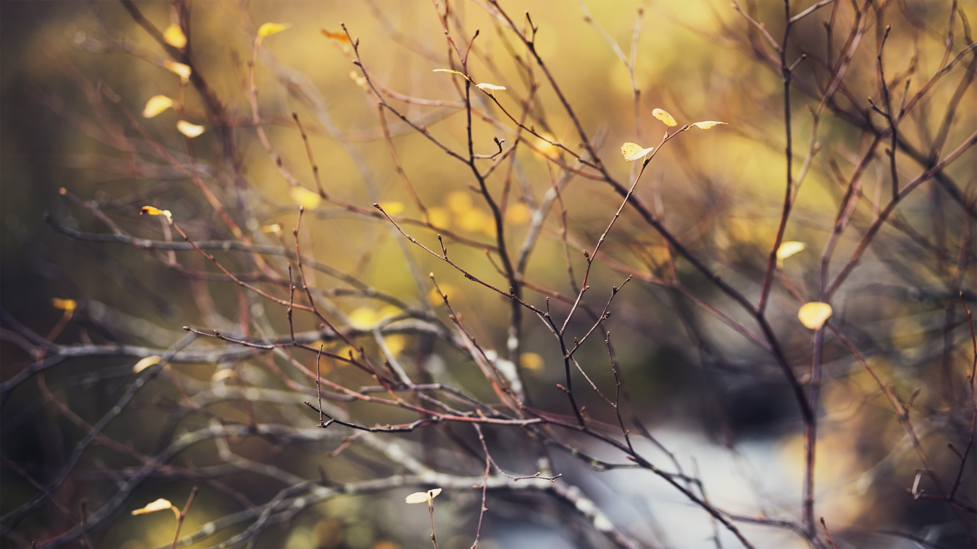 秋日氛围感拉满！树枝树叶主题2K电脑动漫壁纸推荐
