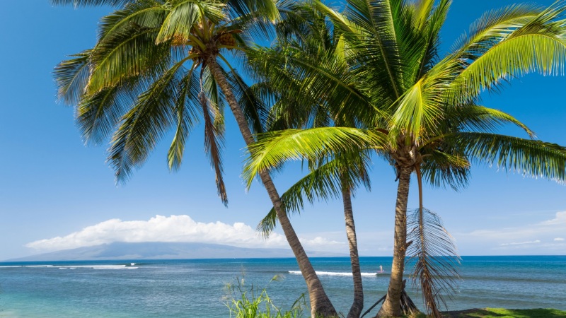 美国夏威夷海岸棕榈树风景电脑桌面动漫壁纸来啦