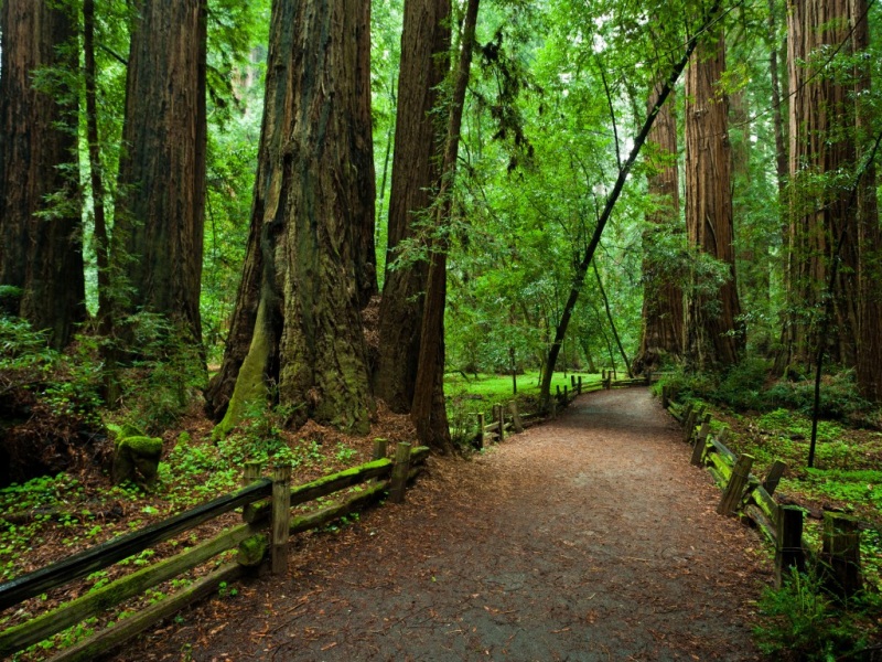 护眼治愈！原始森林公园风景电脑桌面壁纸合集