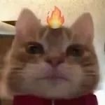 超火歪嘴小猫表情包合集，斗图必备