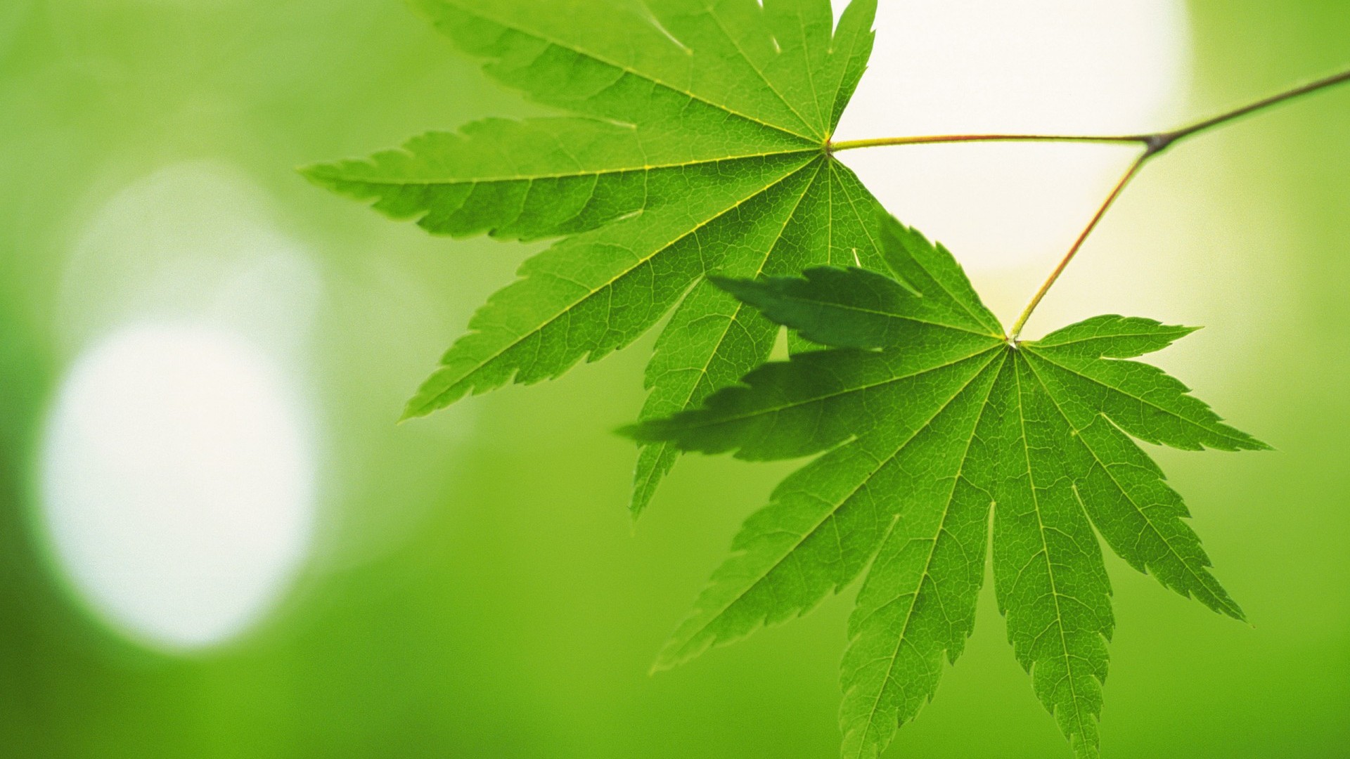 绿叶护眼的高清电脑动漫桌面壁纸来啦