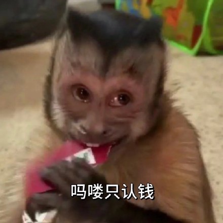 全网最全吗喽和水豚斗图表情包合集