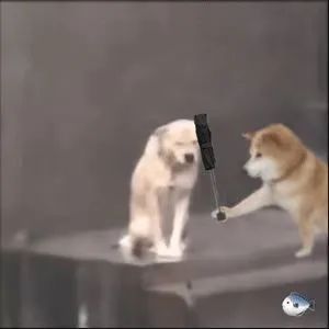 当下爆火的修勾撑伞表情包合集