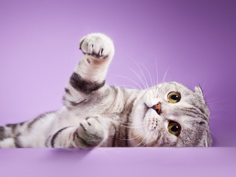 苏格兰折耳猫可爱壁纸来啦 多款高清尺寸可选