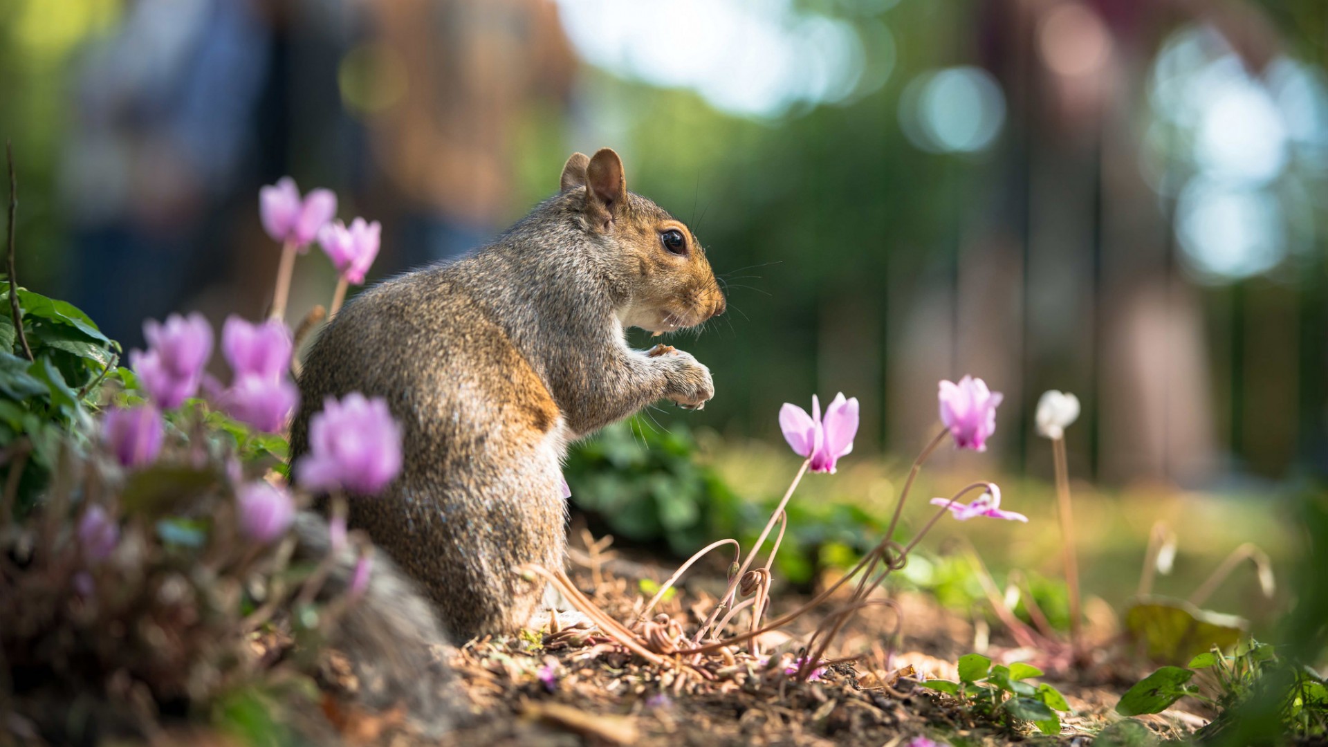 夏日森林花间的可爱松鼠电脑壁纸