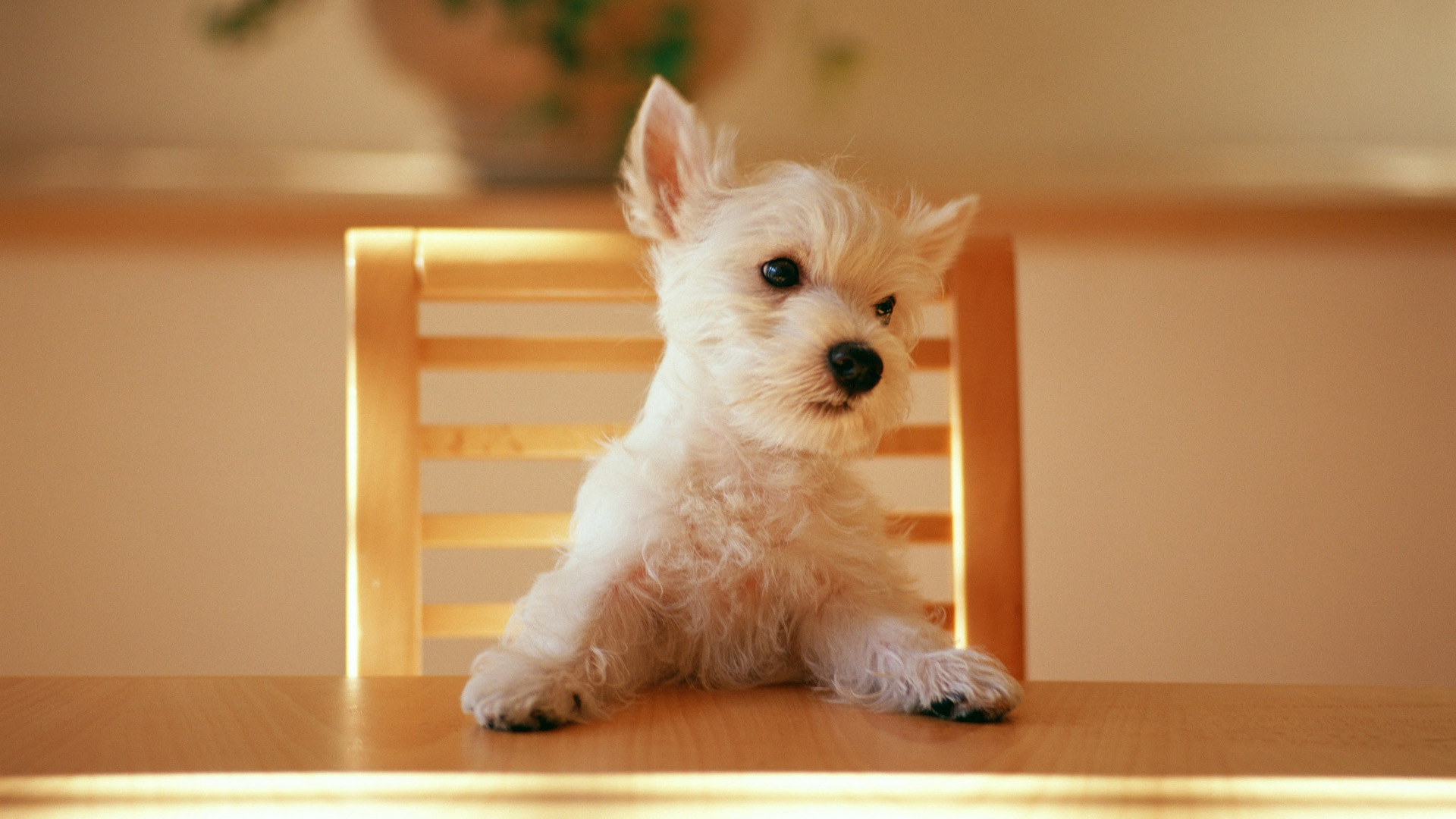 带椅子桌子的可爱小狗电脑壁纸 高清动物桌面壁纸