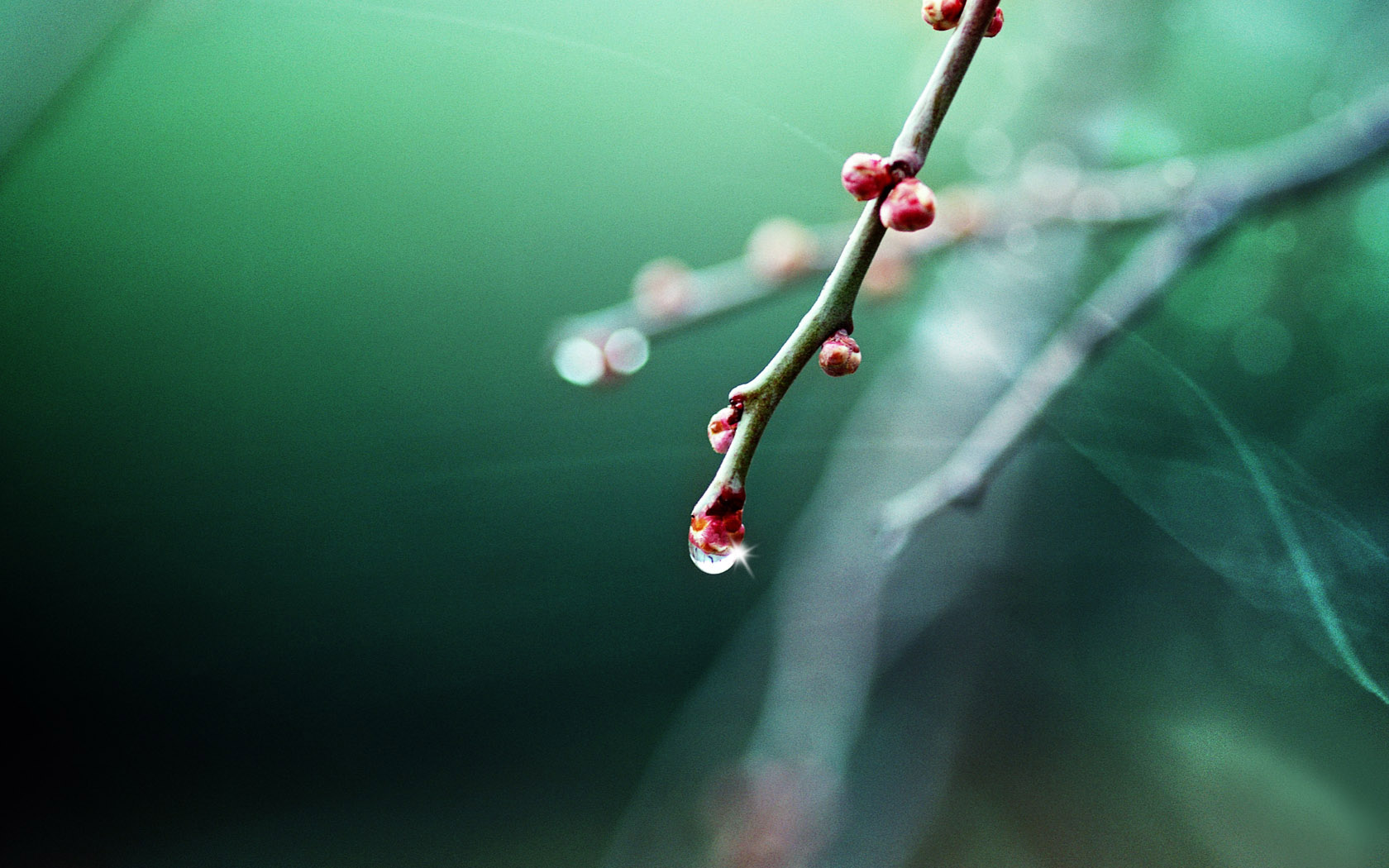 梅枝主题高清电脑桌面壁纸合集