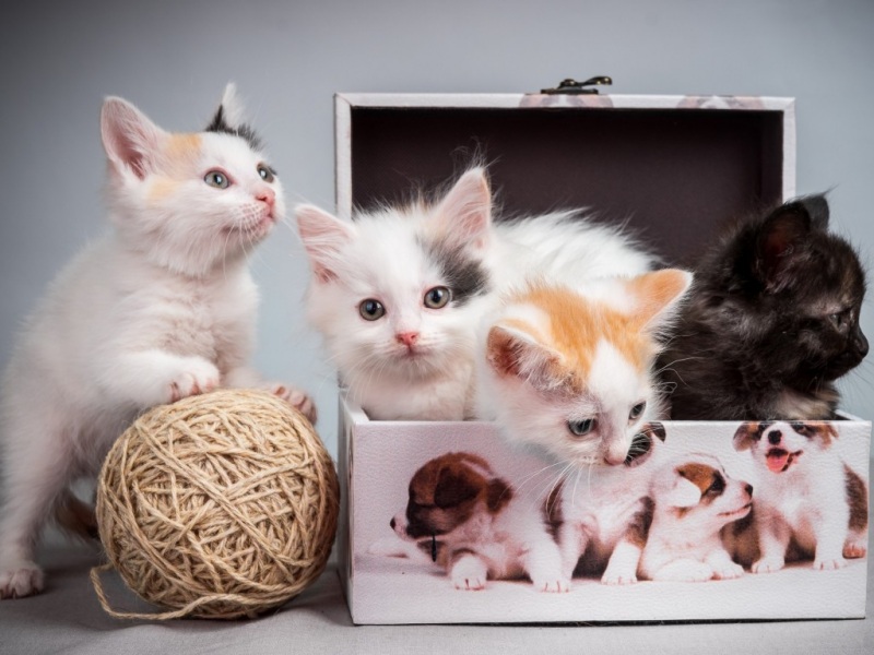 软乎乎小奶猫玩毛线球！超治愈可爱猫咪壁纸合集