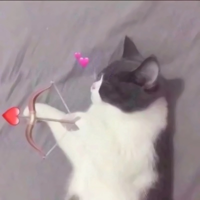 超萌两只猫咪情侣头像！24张高清可爱款直接存