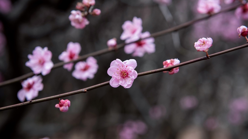 适合电脑用的梅花高清壁纸合集