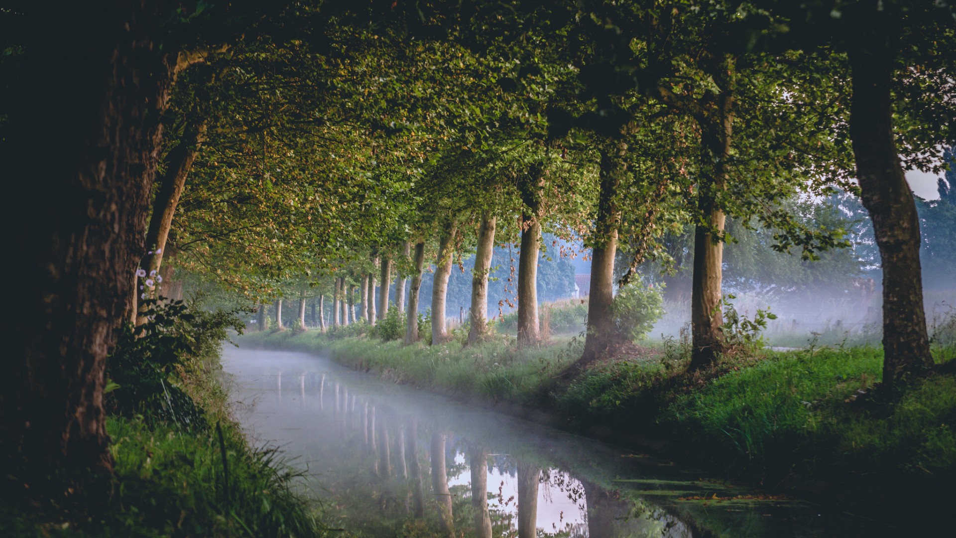 水渠树影自然风景电脑壁纸