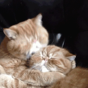 超甜亲亲猫猫动图！拿去撩对象刚刚好