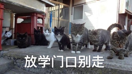 喵星人搞事表情包合集！怼人斗图超好用