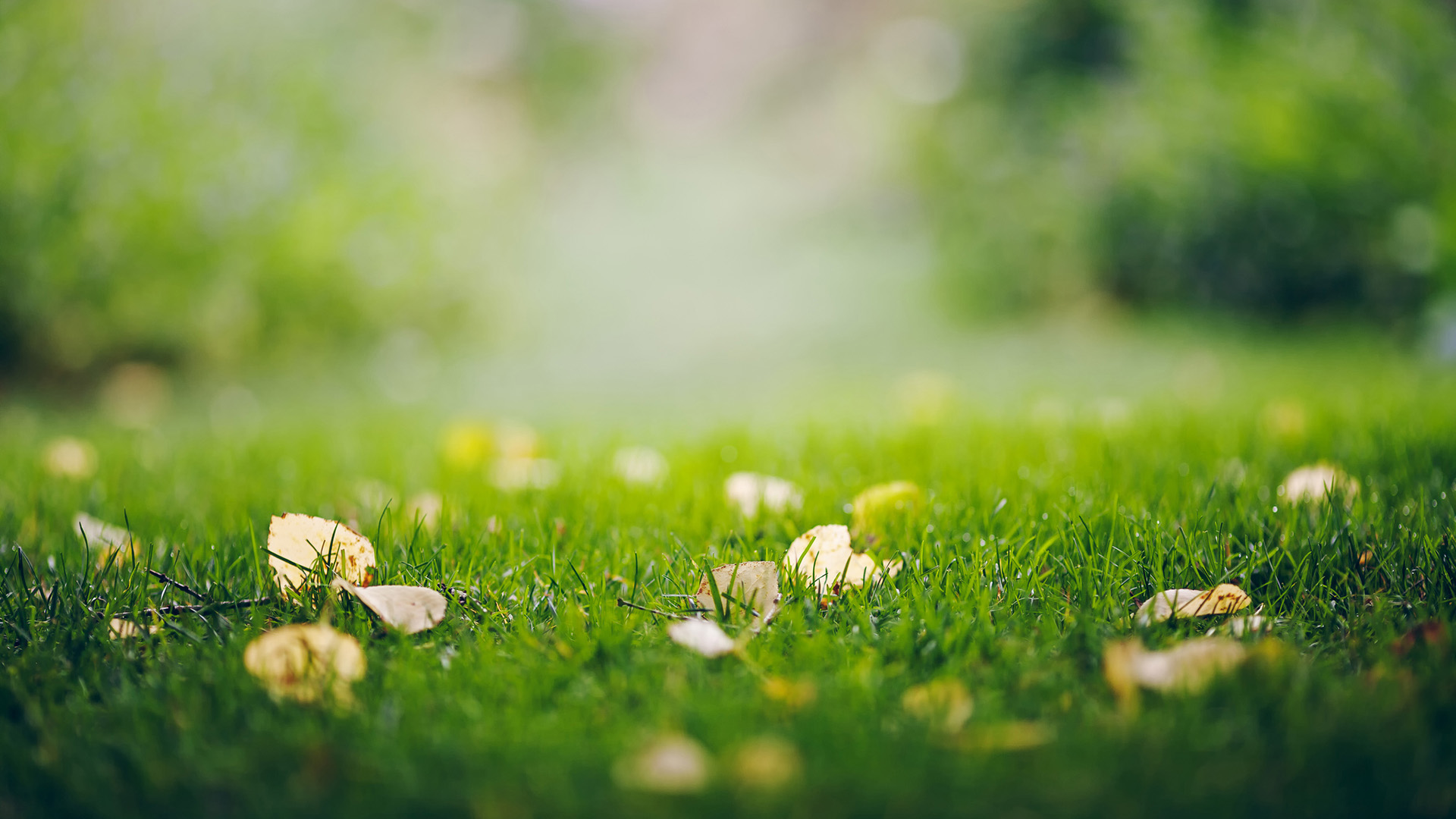 护眼绿草地高清电脑壁纸推荐