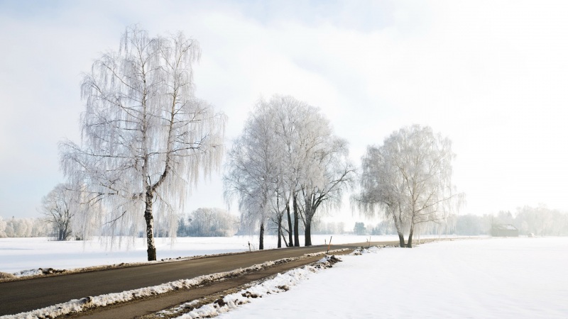 冬日白桦林雪景公路壁纸