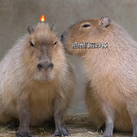 全网最全吗喽和水豚斗图表情包合集