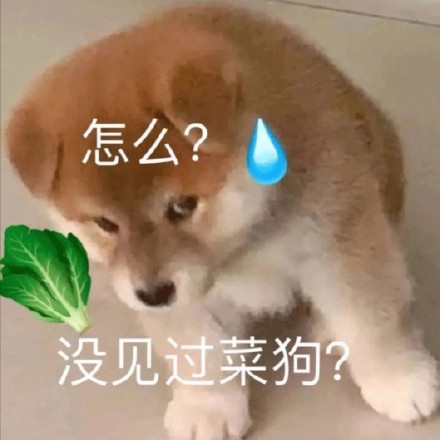 聊天斗图必备！超全小狗表情包合集来了