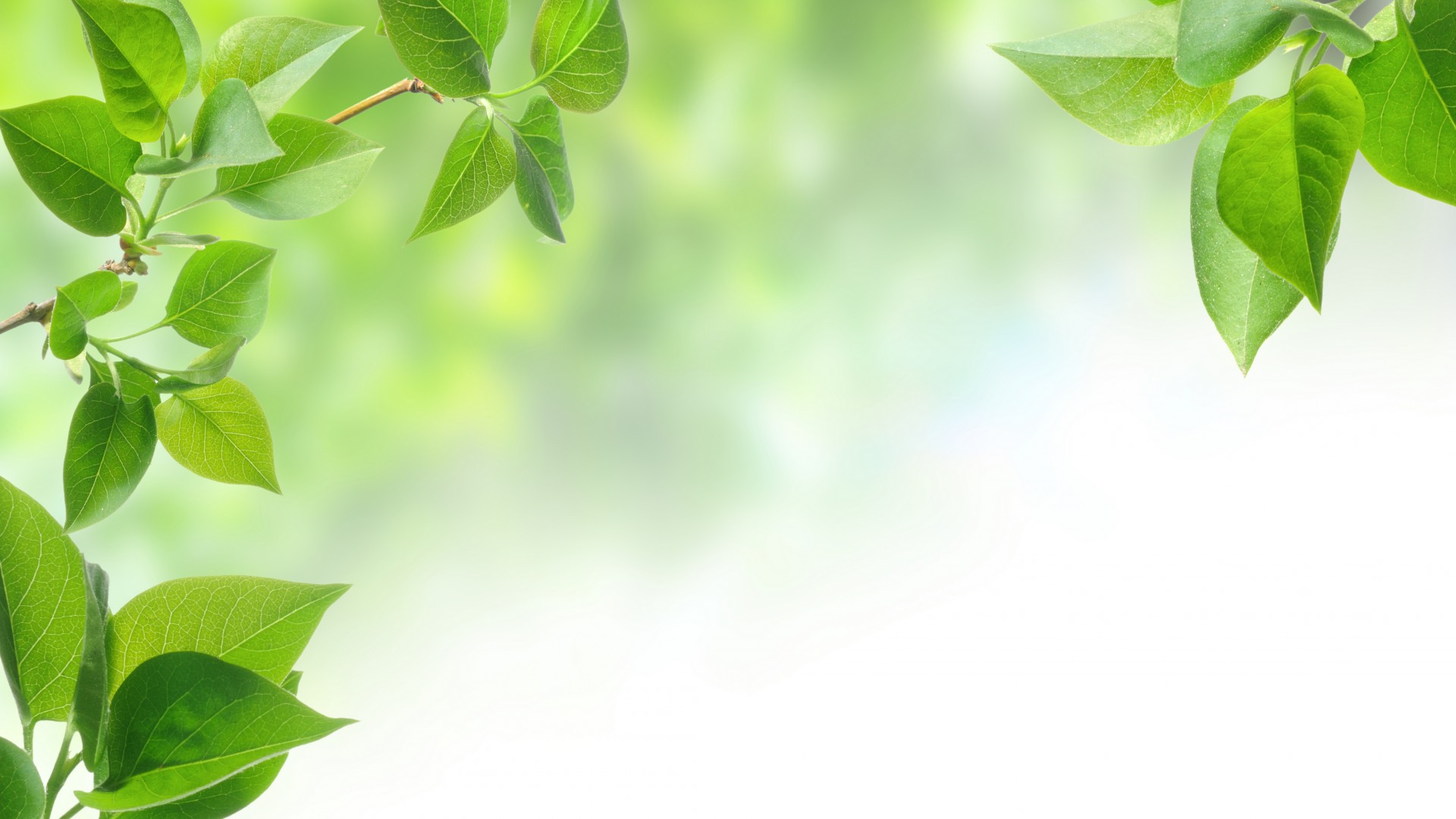 春天树枝绿叶护眼电脑壁纸来啦！多款高清尺寸可选