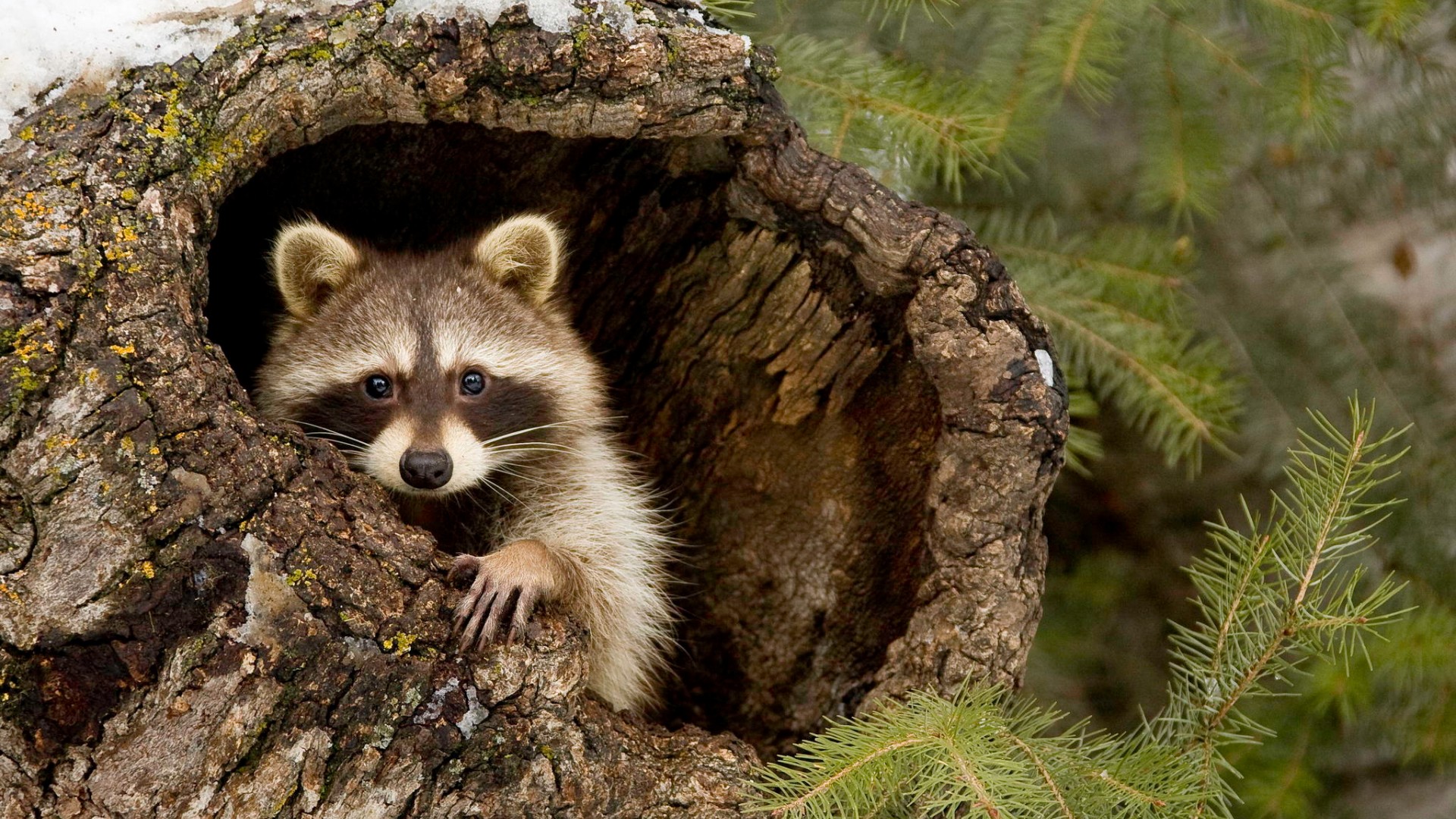 这只森林里的小浣熊太治愈了！树洞旁眨着可爱眼神盯着你，快把它设成桌面壁纸