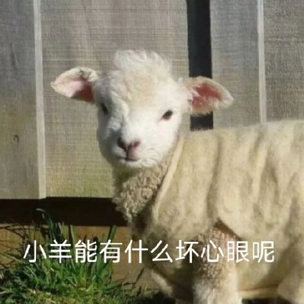聊天斗图新选择！小羊表情包系列来啦